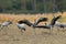 Common Cranes Grus Grus in the Field Mecklenburg ,Germany