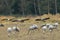 Common Cranes Grus Grus in the Field Mecklenburg ,Germany