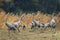 Common Cranes Grus Grus in the Field Mecklenburg ,Germany