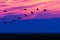 Common Cranes Grus grus flock in flight at sunset