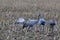 Common cranes, Mecklenburg, Germany