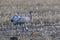 Common cranes, Mecklenburg, Germany