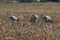 Common cranes, Mecklenburg, Germany