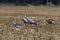 Common cranes, Mecklenburg, Germany