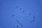Common cranes migrating south in V formation after summer