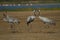 Common cranes near a wetland