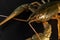 Common crayfish, live, crustaceans. Lobster. Black background, selective focus. The concept of gourmet food, delicacy, dietary