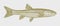 Common creek chub semotilus atromaculatus, freshwater fish
