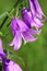 The common creeping bellflower blooming