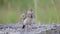 The common crested lark in the wild. Galerida cristata
