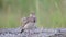 The common crested lark in the wild. Galerida cristata