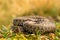 Common crossed adder basking