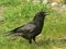 Common crow.