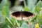 Common crow butterfly (Euploea core) on a plant with spread wings : (pix Sanjiv Shukla)