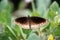 Common crow butterfly (Euploea core) on a plant with spread wings : (pix Sanjiv Shukla)