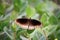 Common crow butterfly (Euploea core) on a plant with spread wings : (pix Sanjiv Shukla)
