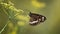 Common crow butterfly on isolated background.