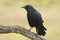 Common crow, ( Corvus corone)