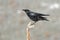 Common crow, ( Corvus corone)