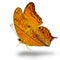Common Cruiser butterfly & x28;vindula erota& x29; fascinated orange butte