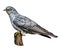 Common Cuckoo, Cuculus canorus