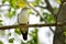 The Common Cuckoo (Cuculus canorus)