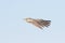 Common Cuckoo / Cuculus canorus ( Europe