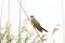 Common Cuckoo Cuculus canorus ( European Cuckoo)