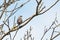 Common cuckoo Cuculus canorus in the wild sitting on a branch