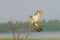 Common Cuckoo landing on the bush / Cuculus canoru