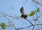 A common cuckoo with a raised tail sits on a branch