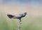 Common cuckoo sits on horizontal branch