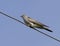 Common Cuckoo sitting on a wire.