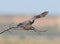 Common cuckoo take off from horizontal branch