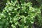 Common cuff Latin Alchemilla vulgaris is a perennial herbaceous medicinal plant at the beginning of flowering.