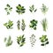 Common culinary herbs clip art