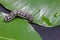 Common cutworm on leaves