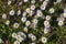 Common daisies in a background image