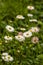 Common daisies in bloom