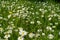 Common daisies in the field