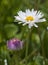 Common daisies in the meadow