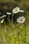 Common daisies and ribwort plantains