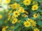 Common daisy, Bellis perennis, Dahlberg Daisy, Gold Carpet, Golden Fleece, Butter Daisy, Dayâ€™s Eye,Thymophylia Tenuiloba yellow