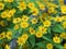 Common daisy, Bellis perennis, Dahlberg Daisy, Gold Carpet, Golden Fleece, Butter Daisy, Dayâ€™s Eye,Thymophylia Tenuiloba yellow
