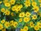 Common daisy, Bellis perennis, Dahlberg Daisy, Gold Carpet, Golden Fleece, Butter Daisy, Dayâ€™s Eye,Thymophylia Tenuiloba yellow