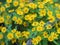 Common daisy, Bellis perennis, Dahlberg Daisy, Gold Carpet, Golden Fleece, Butter Daisy, Dayâ€™s Eye,Thymophylia Tenuiloba yellow