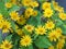 Common daisy, Bellis perennis, Dahlberg Daisy, Gold Carpet, Golden Fleece, Butter Daisy, Dayâ€™s Eye,Thymophylia Tenuiloba yellow