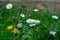 Common daisy, Bellis perennis, spring flowers
