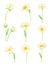 Common Daisy or Bellis Perennis on Stem with White Ray Florets and Yellow Disc Floret Vector Set