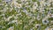 Common Daisy field (Bellis perennis). Daisy Meadow windy day